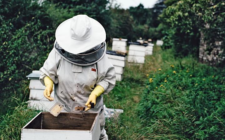 apicoltore al lavoro